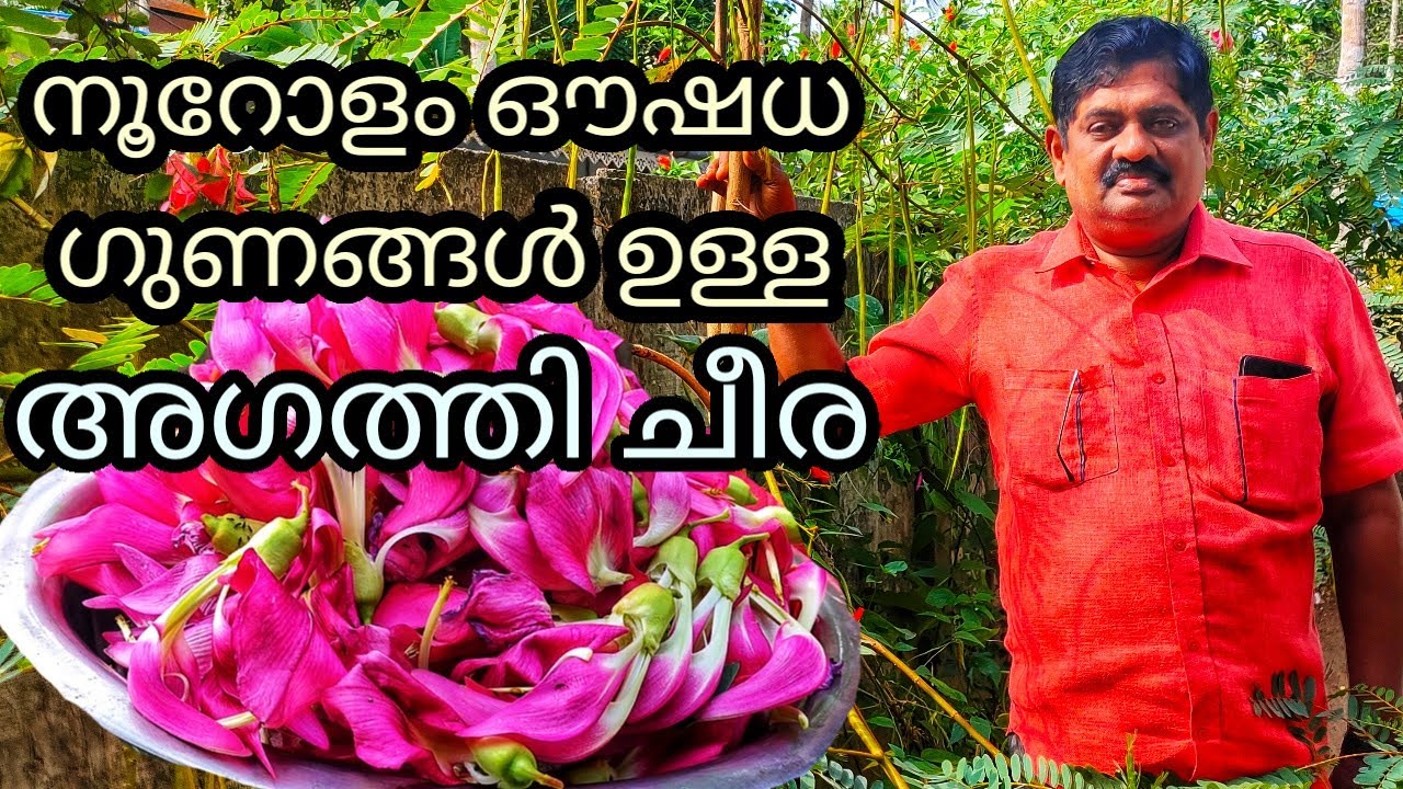 കാഴ്ചശക്തിക്കും, ഷുഗറിനും നല്ല ഔഷധമാണ് അഗത്തി ചീര'