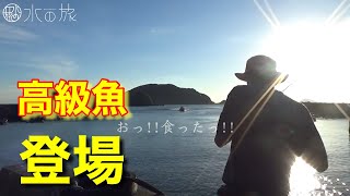 【離島への釣り旅】ちょい投げには夢がある‼︎ 足元は魚パラダイスだった。【水の旅＃ １２後編】