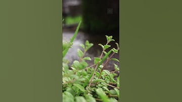 Macro World #Cinematic #MacroVideography#Beautiful nature#Canon200d#RKFILMS