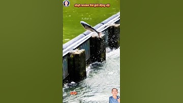 cảnh cá chép vượt lông môn ngoài đời thực #thegioidongvat #shosrts #shortvideo