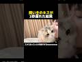 飼い主のキスが1秒遅れた結果