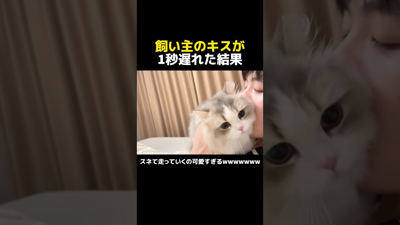 飼い主のキスが1秒遅れた結果