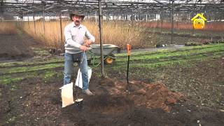 видео Агротехника выращивания томатов в теплице: правильный уход и удобрение
