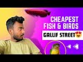 Cheapest 😱birds and fishes ‼️| exploring gallif street Kollkata 😍