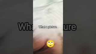 #art#gojo in manga style #atitude