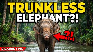 How a 20cm Creature Became a 10-Ton Giant! (Elephant Evolution)