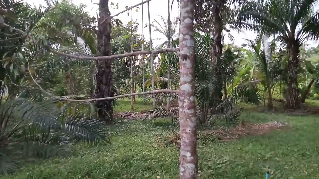 สวนอินทรีชีวภาพแนวเศรษฐกิจพอเพียง