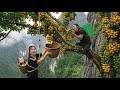 Harvesting Ripe Ambarella Fruits to Sell at the Local Market | Farm Life. SURVIVAL ALONE