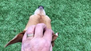 Linda Sweet Thai 47866 Nycacc