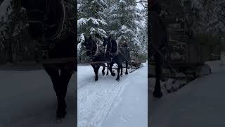 Winter Clydesdales #shorts #survival #horses #winter #alaska #country