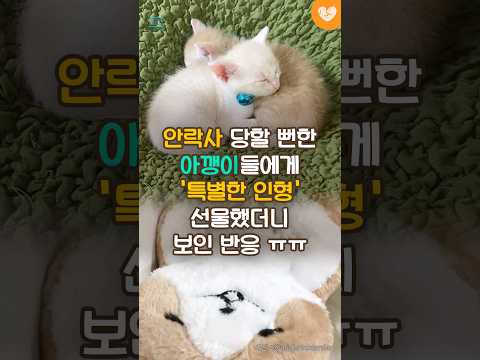 <strong>안락사</strong> 당할 뻔한 아깽이들에게 &amp;#39;특별한 인형&amp;#39; 선물했더니 보인 반응 #shorts #고양이 #인형