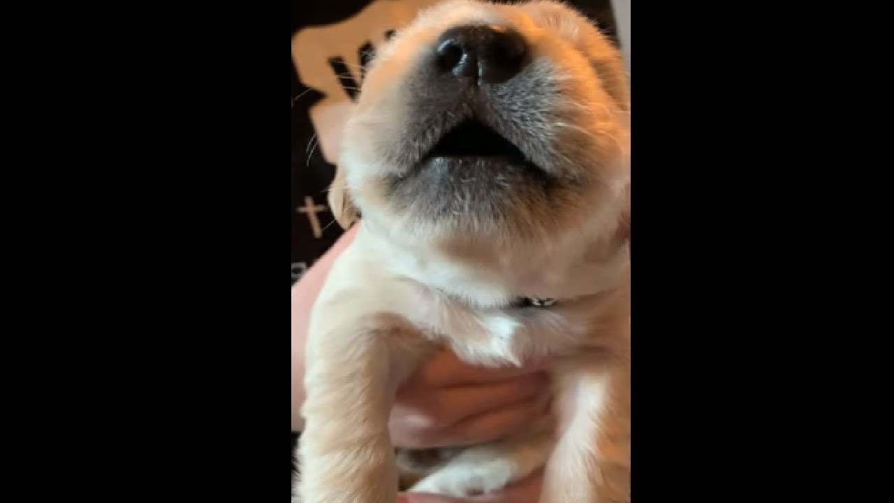 Adorable Newborn Puppy Howling!