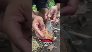 #trending #fire #creditstotheowner #youtubeautomation #craft