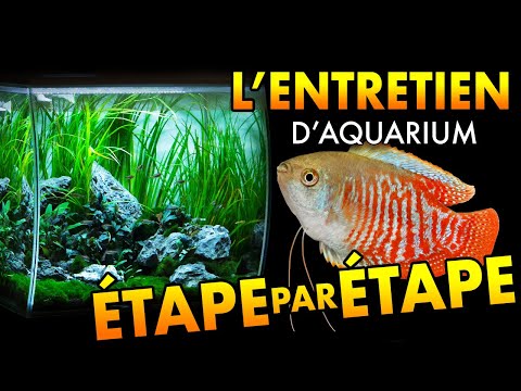 Vidéo: Comment connaître le sexe des poissons rouges d'ornement : 10 étapes