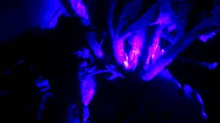 Finding Pseudomonas Fluoresens