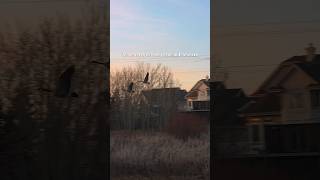#fyp #canada #canadagoose #explorepage #reels #viral #yeg
