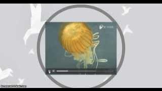 Porifera vs Cnidaria