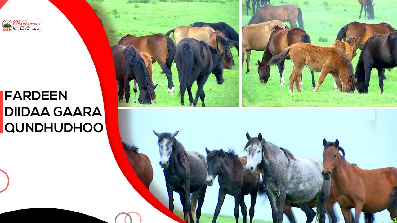 Fardeen diidaa, namni kan beeku Harree diidaati, Fardeen diidaa Qundoddoohoo akkamitti  jiru.