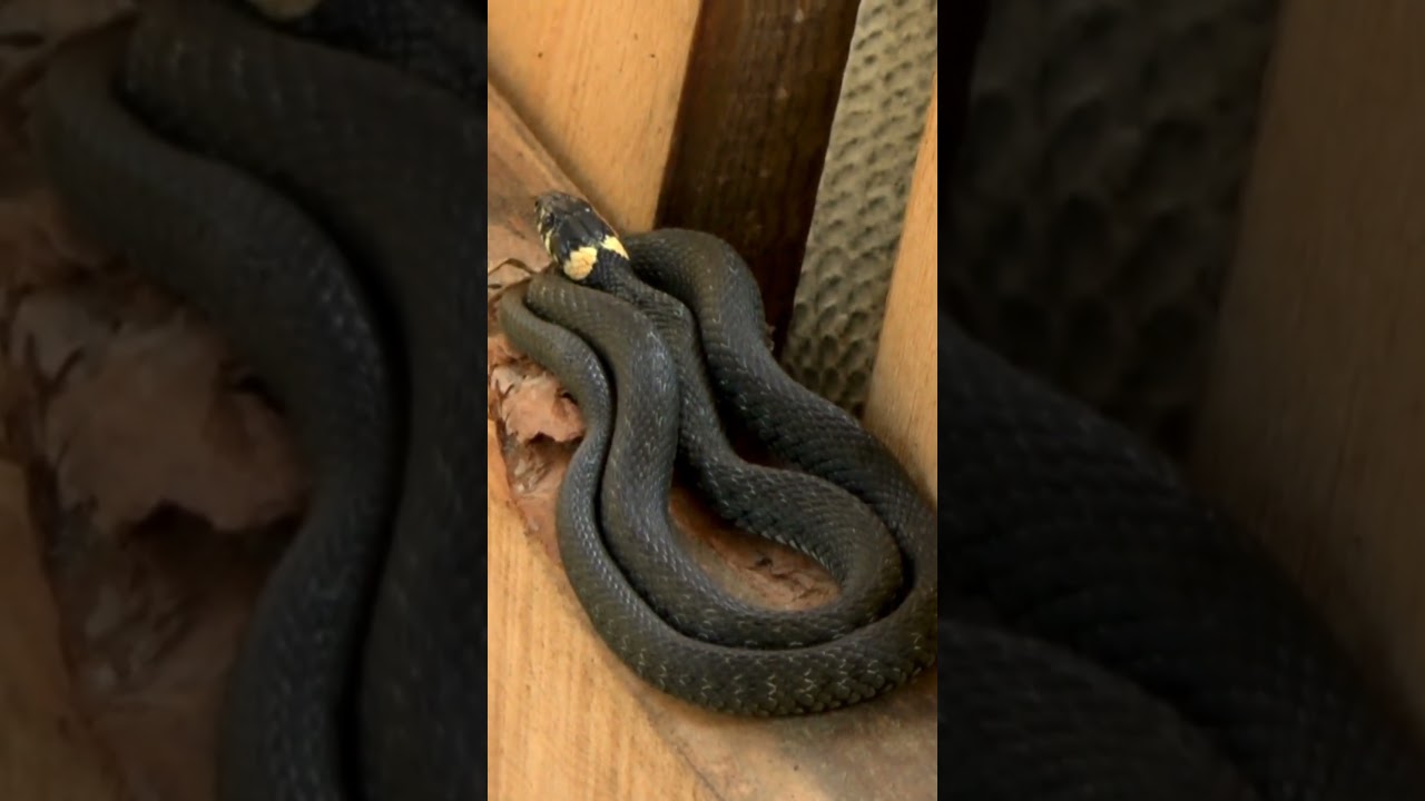 Что будет если уж скреститься с гадюкой ? Интересные факты о животных