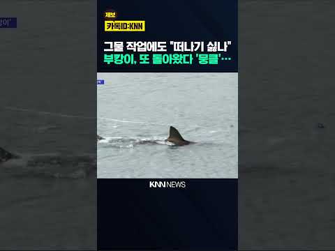 떠나기 싫은 '부캉이'...그물 넘어 되돌아와 / KNN