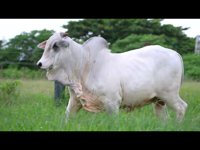 Lote 12   Leilão Virtual Super Nelore 8 Edicao