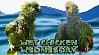 Amazon parrots shower time: wet chicken wednesday! rock edition