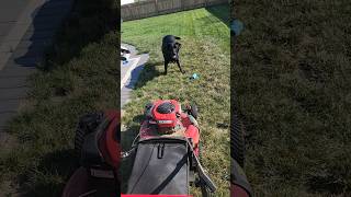 Dog Vs Mower