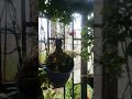 Balcony plants in rain #shorts #shortsviral