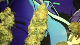 Harvest Closeups Blueberry, Skunk, Mystery Sativa