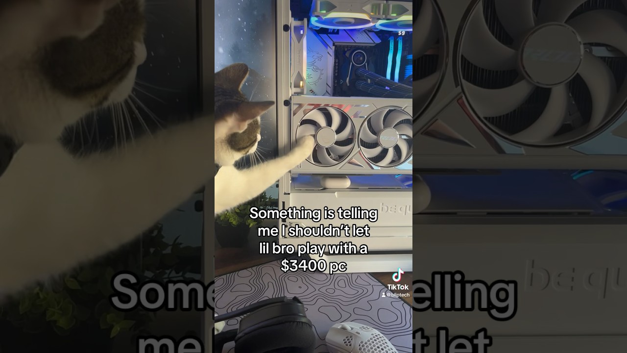 CAT playing with RTX 4080?!? 