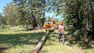 Felling and Chipping a 50' Fir Log Whole  Bandit 12XP Winch