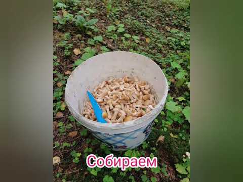 וִידֵאוֹ: קוויאר פטריות מפטריות מבושלות