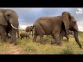 Baby elephant phabeni goes walking in the wild with his herd