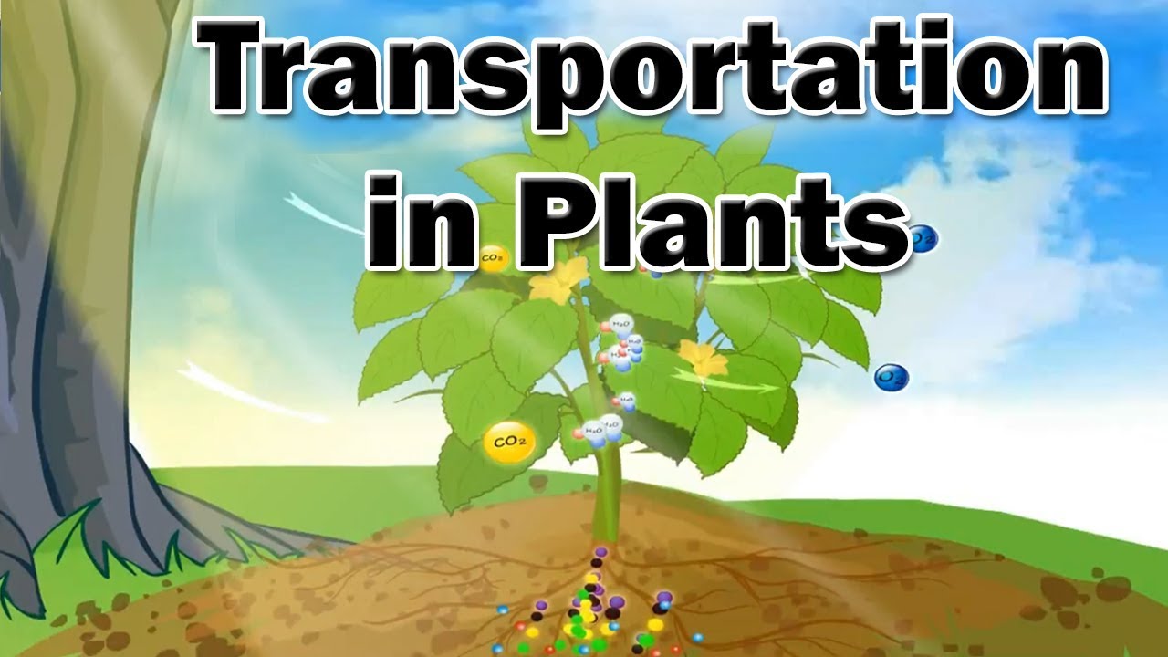 How Plants Move Materials Adapted Notes and Review | Made By Teachers, image size:1280x720