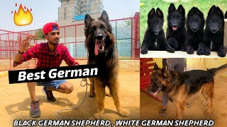 Best German shepherd | German shepherd kennel | black German shepherd | Suraj Chauhan