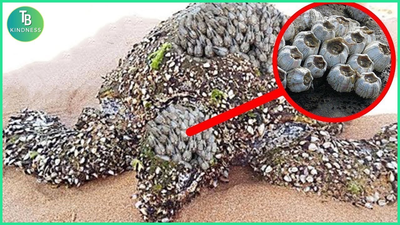 Животные, которые просили людей о помощи и доброте! Трогательные моменты! 