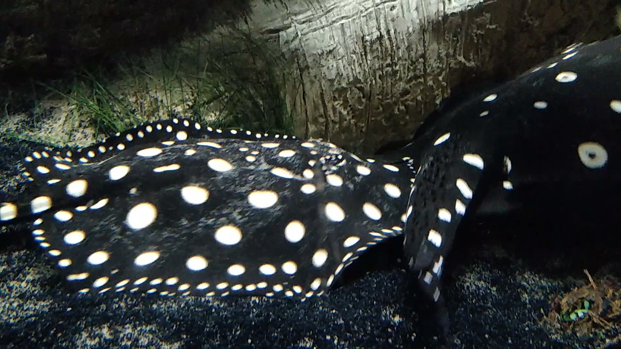 Xingu River Stingray Tae Bo