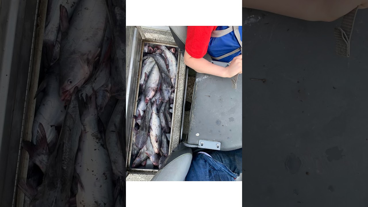 Louisiana hoop net fishing.