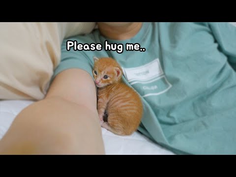 The cute <strong>action</strong> of a kitten when I <strong>don</strong>&amp;#39;t hug him
