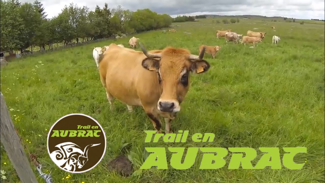 Trail en Aubrac 2013, au coeur de la course
