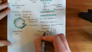 Introduction to Angiogenesis Part 2