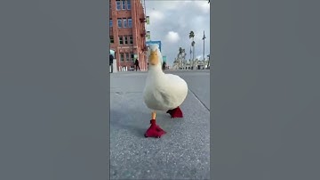 Duck part 3 #shortvideo
