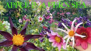 GORGEOUS GARDEN UNDER ATTACK! High summer heartbreak, gratitude and joy.