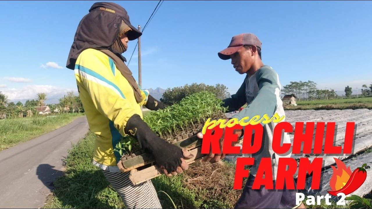 Exclusive Interview Red Chilli Farming Process at Small Village | Indonesian Rawit Chilli