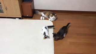 子猫におもちゃを譲る余裕の父猫がかわいい