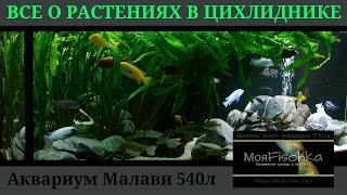 Аулонокары подросли и Все о растениях в моем аквариуме