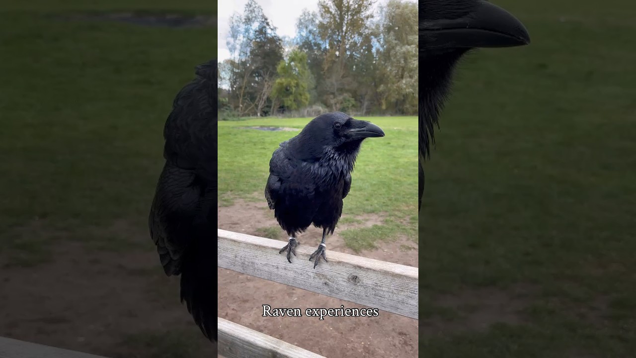 Raven experience in suffolk. Grip the Raven. #raven #ravens #corvids #suffolk #nature #wildlife