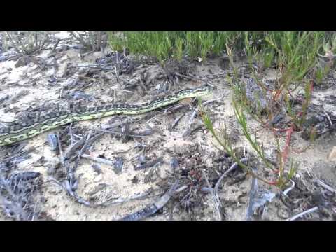 Glenns close call with a snake