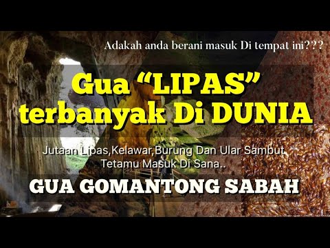 Video: Apakah Lipas Terbesar Di Dunia