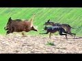 Chasse aux sanglier  wild bora hunting domuz avi 